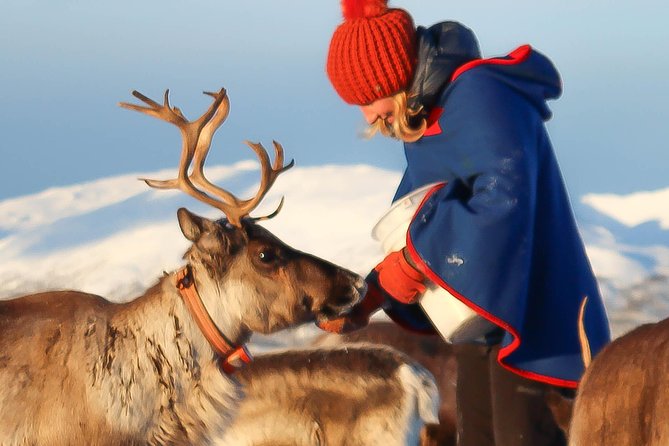 Reindeer Sledding Experience and Sami Culture Tour from Tromso - Why the reindeer are only half the story