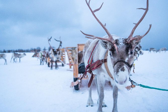Reindeer Sledding Experience and Sami Culture Tour from Tromso - Feeding 300 reindeer after the ride