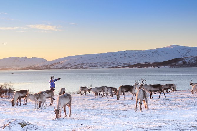 Reindeer Sledding Experience and Sami Culture Tour from Tromso - Inside the lavvu: fire, bidos, and hot chocolate