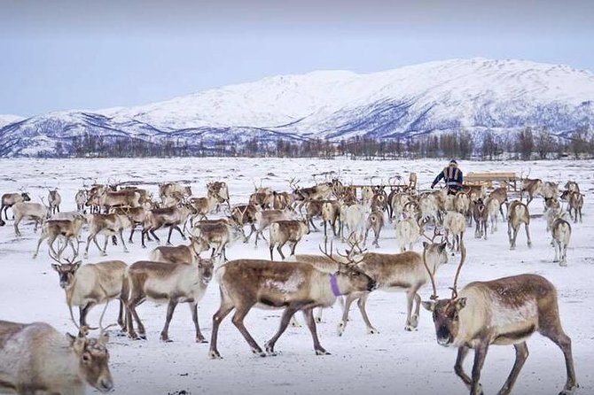 Reindeer Sledding Experience and Sami Culture Tour from Tromso - Sami stories, family tradition, and joik
