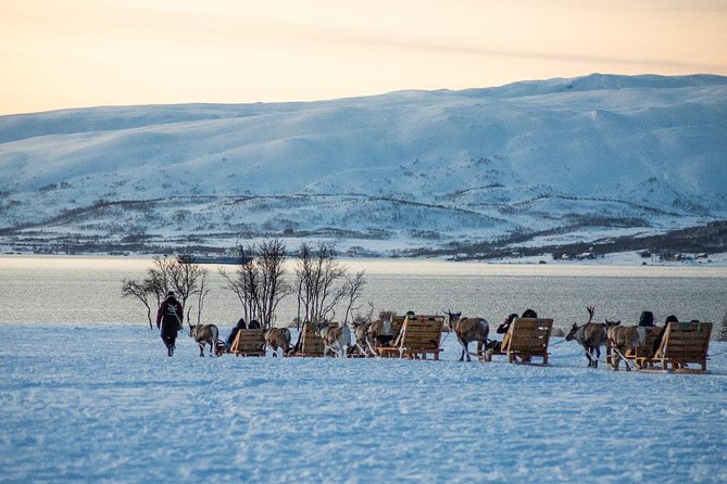 Reindeer Sledding Experience and Sami Culture Tour from Tromso - The 30-minute sleigh ride around the valley