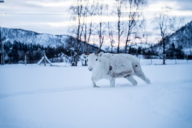 Reindeer Sledding, Feeding And Sami Culture At Reindeer Farm - A Sámi reindeer visit beyond Tromsø