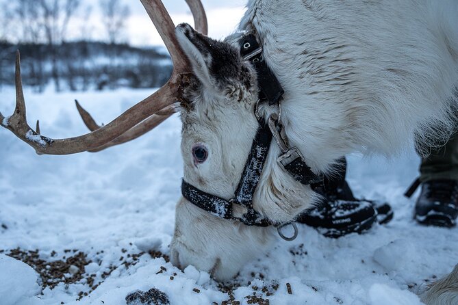 Reindeer Sledding, Feeding And Sami Culture At Reindeer Farm - The sled ride needs realistic expectations