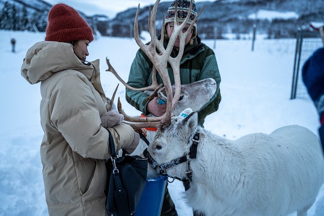 Reindeer Sledding, Feeding And Sami Culture At Reindeer Farm - Soup by the bonfire and a warm Arctic pause