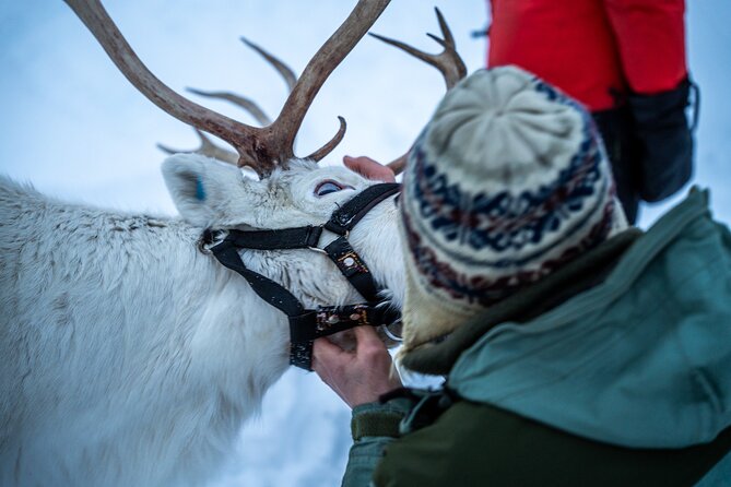 Reindeer Sledding, Feeding And Sami Culture At Reindeer Farm - Is $215.18 fair value?