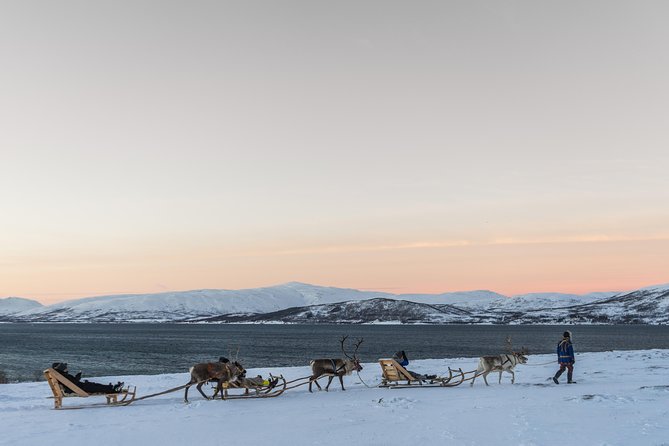Sami Culture and Short Reindeer Sledding from Tromso - How much value do you get for $204.05?