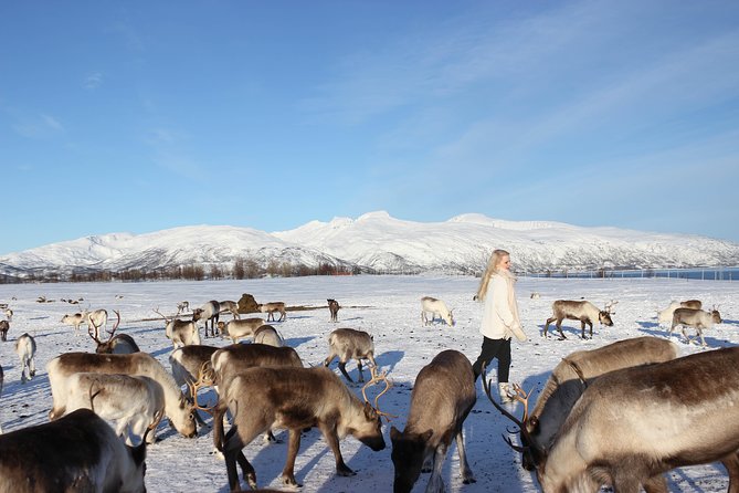 Sami Culture and Short Reindeer Sledding from Tromso - Dressing for an Arctic camp