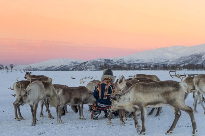 Sami Culture and Short Reindeer Sledding from Tromso - Who will enjoy this Tromso reindeer tour?