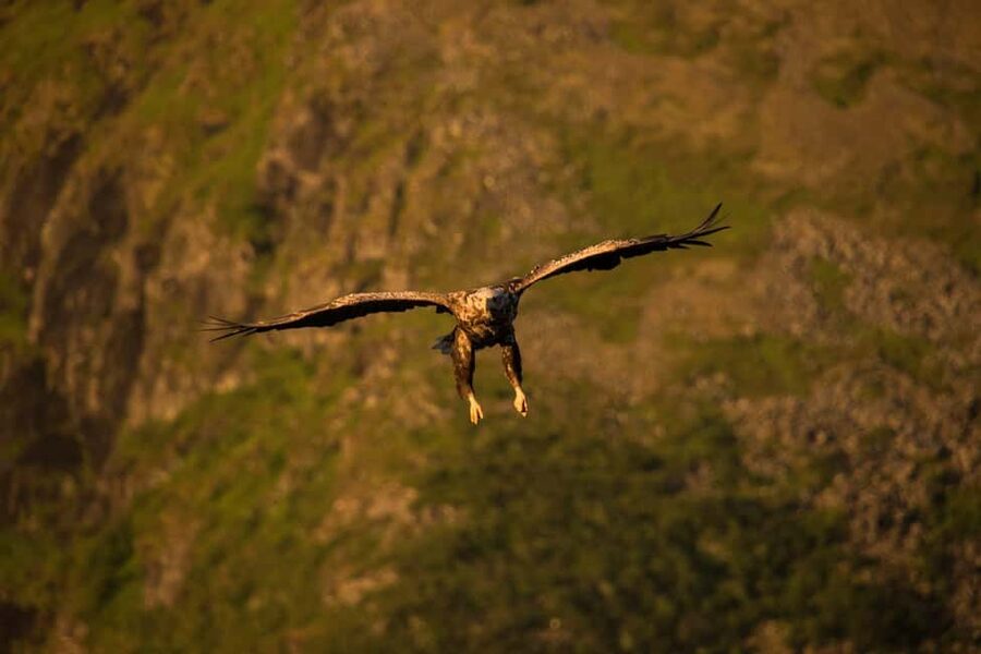 Sea Eagle/Nature Safari - Key points to know before you go