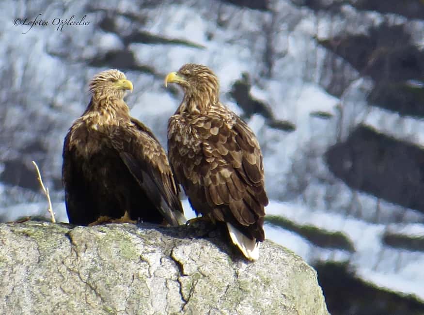 Sea Eagle/Nature Safari - Searching for the grey seal colony