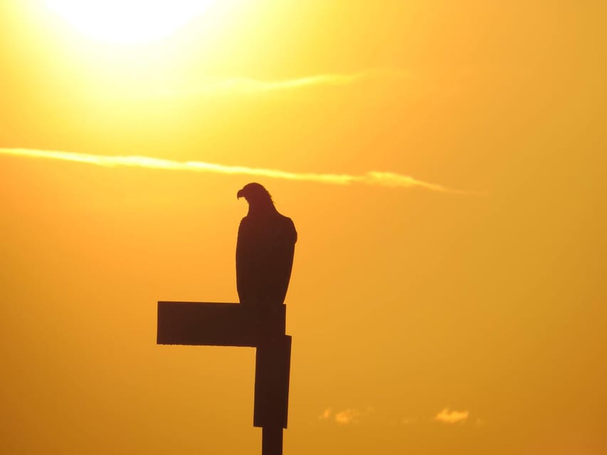 Sea Eagle/Nature Safari - What the guide adds