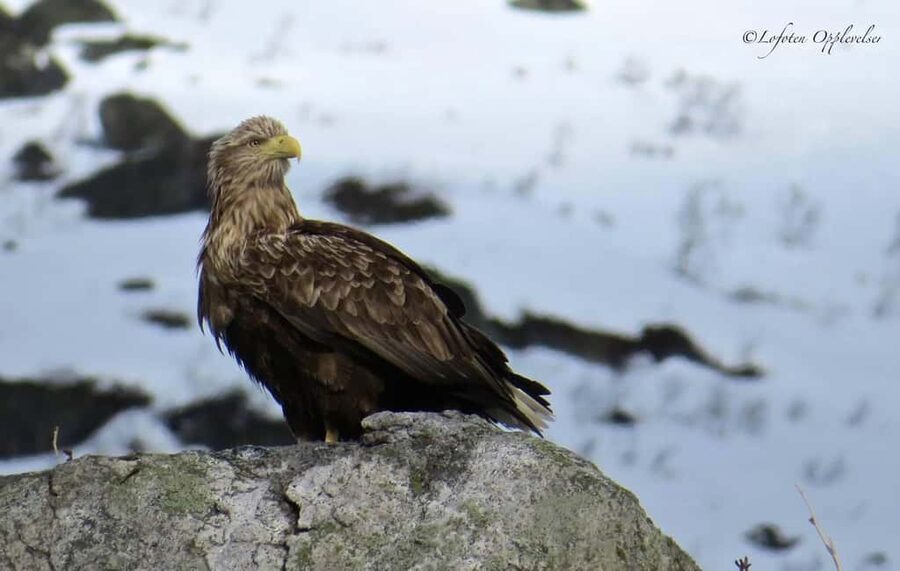 Sea Eagle/Nature Safari - What the RIB ride feels like