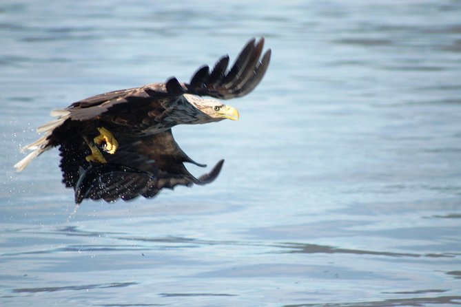 Sea Eagle Safari from Svolvær to Trollfjorden - Watching Sea Eagles Pick Up Fish