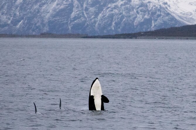 Silent Whale Watching by Hybrid-Electric Boat from Tromsø - Sailing past Lyngstuva and the Lyngen Alps