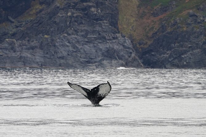 Silent Whale Watching by Hybrid-Electric Boat from Tromsø - A realistic look at weather and seasickness