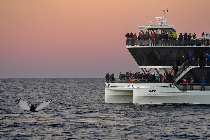 Silent Whale Watching by Hybrid-Electric Boat from Tromsø - Food, Wi-Fi, and what to pack