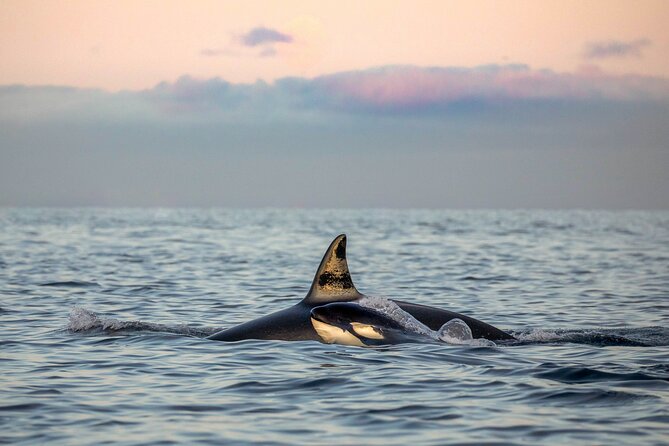 Silent Whale Watching by Hybrid-Electric Boat from Tromsø - Reaching Skjervøy’s herring grounds