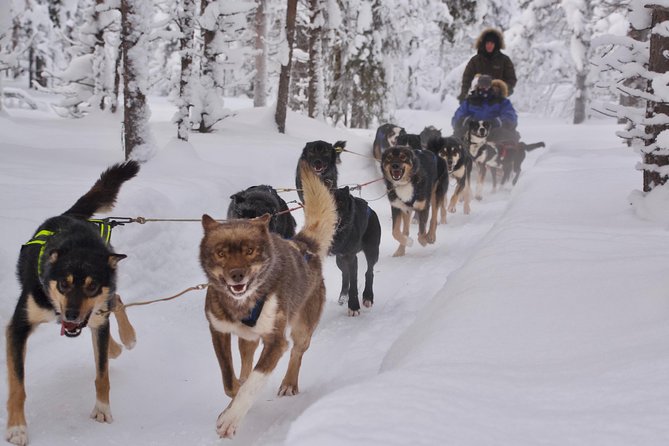 Sit Back and Relax Morning Husky Tour - Key points to know before you book