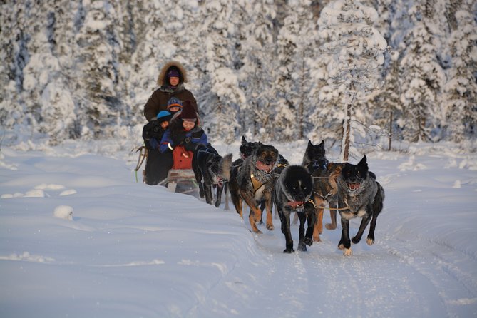 Sit Back and Relax Morning Husky Tour - The first 6 kilometers into the snow