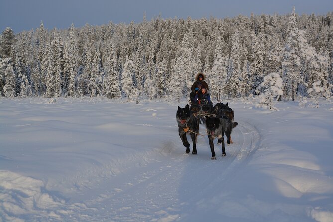 Sit Back and Relax Morning Husky Tour - What the $182 price really buys you