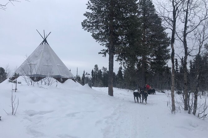 Sit Back and Relax Morning Husky Tour - Who will get the most from this morning