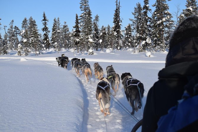 Sit Back and Relax Morning Husky Tour - Meeting the dogs before the trail