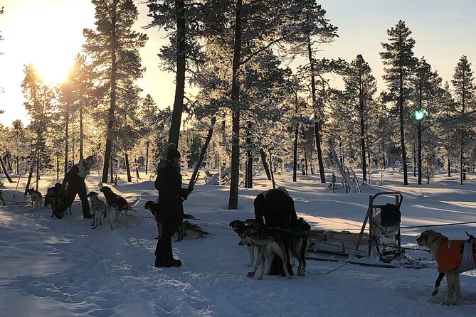 Sit Down Husky Ride Dog Sled Tour in Kiruna - Pickup Times That Keep the Morning Moving
