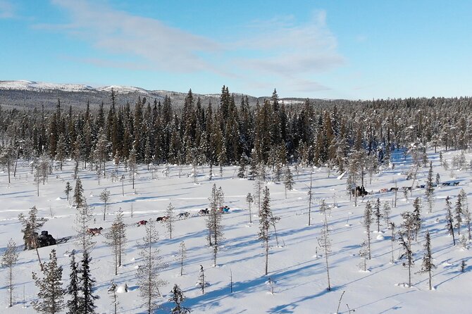 Sit Down Husky Ride Dog Sled Tour in Kiruna - Coffee, Cake, and Dog Time in the Lavvu