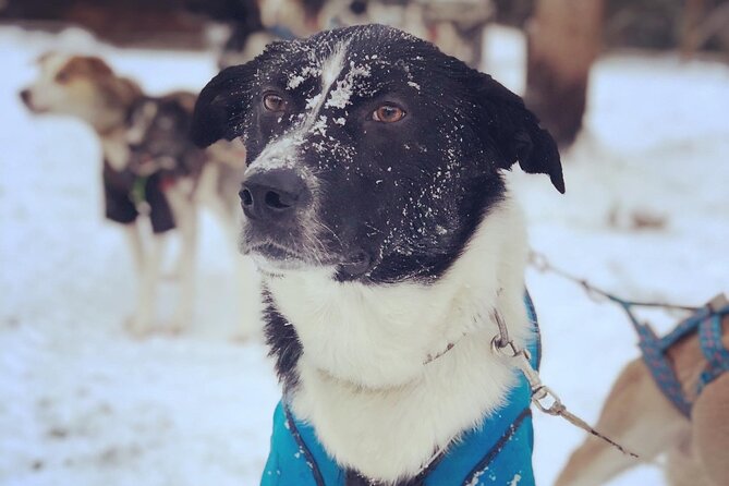 Sit Down Husky Ride Dog Sled Tour in Kiruna - What the $197.99 Price Really Buys