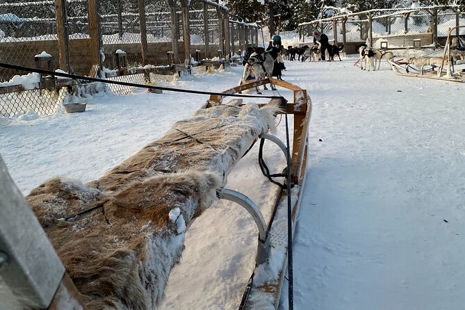 Sit Down Husky Ride Dog Sled Tour in Kiruna - Who Will Enjoy This Ride Most