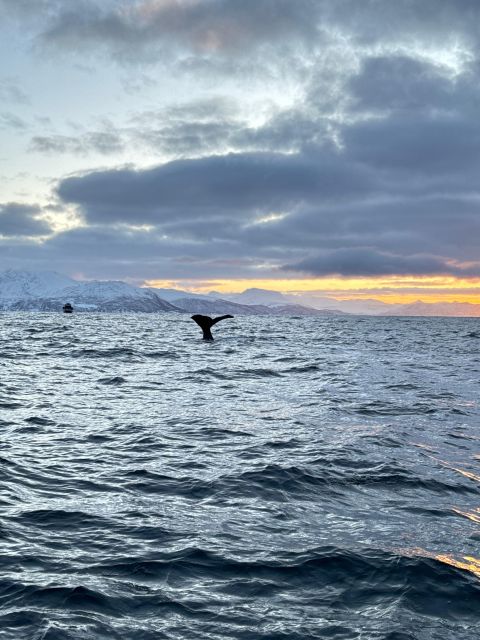 Skjervøy: Birds and Wildlife of Arctic Norway - Who will enjoy this most?