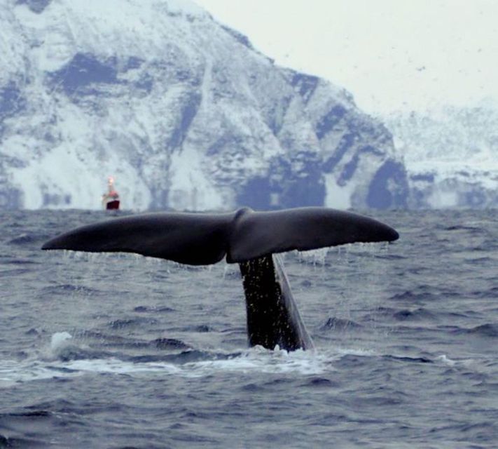 Skjervøy: Birds and Wildlife of Arctic Norway - What this Skjervøy wildlife cruise is really about