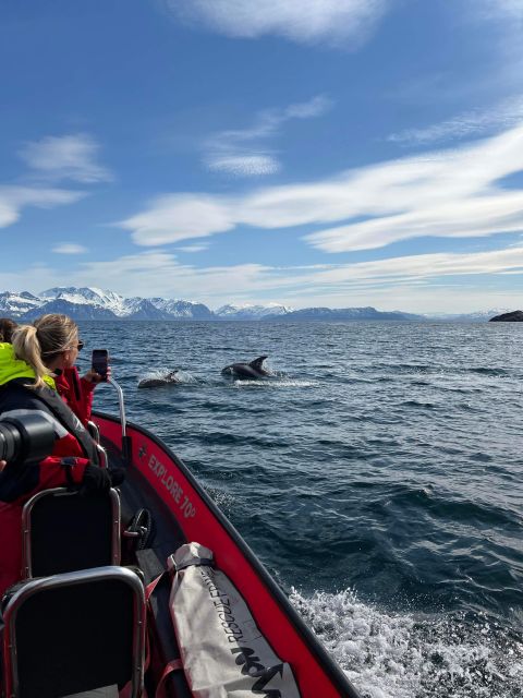Skjervøy: Birds and Wildlife of Arctic Norway - White-beaked dolphins, porpoises and smaller marine mammals