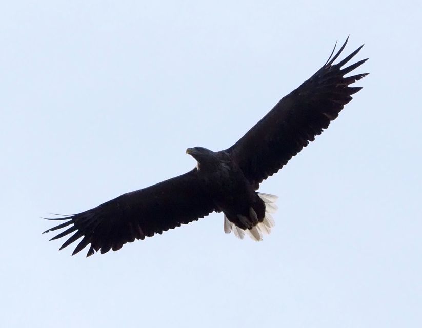 Skjervøy: Birds and Wildlife of Arctic Norway - Whale timing matters more than the brochure image