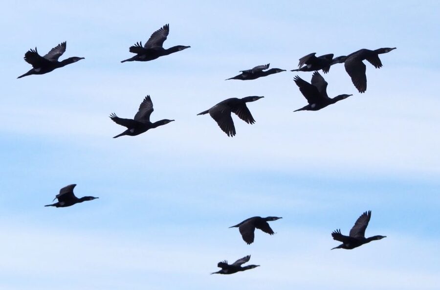 Skjervøy: Birds and Wildlife of Arctic Norway - Weather is part of the decision