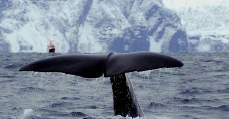 Skjervøy: Birds and Wildlife of Arctic Norway - A 9:30 morning on the fjord