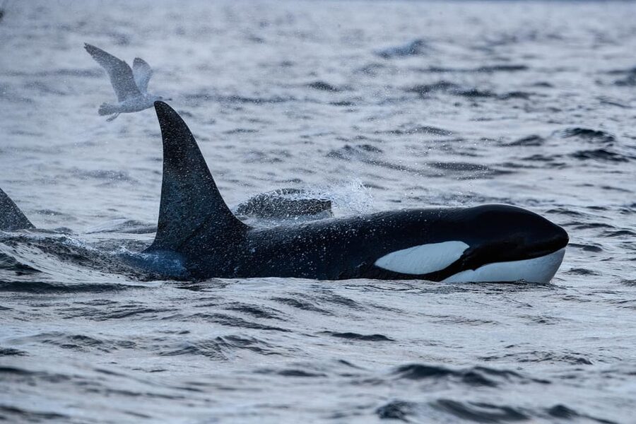 Skjervøy: Orca and Whale-Watching comfort heated Boat Trip - Key points to know before you book