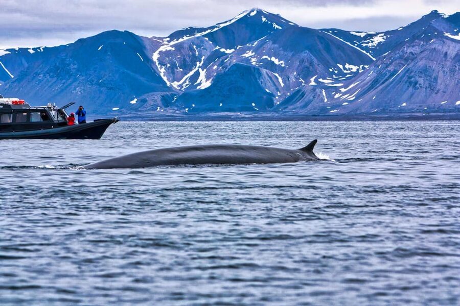 Skjervøy: Orca and Whale-Watching comfort heated Boat Trip - How to make the most of your time on board