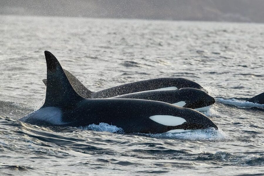 Skjervøy: Orca and Whale-Watching comfort heated Boat Trip - A heated cabin, open deck, and better viewing choices