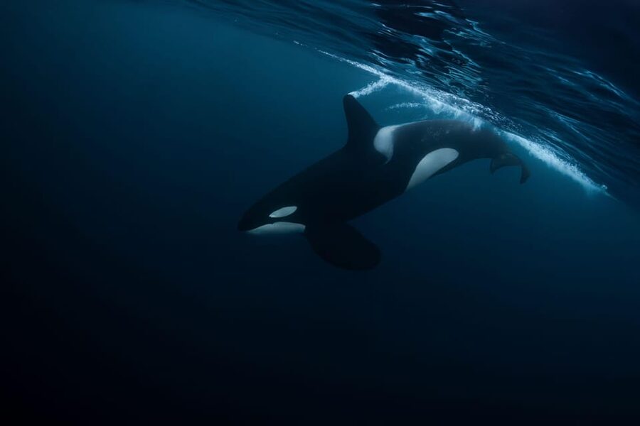 Skjervøy: Orca and Whale-Watching comfort heated Boat Trip - The crew and the value of a respectful approach