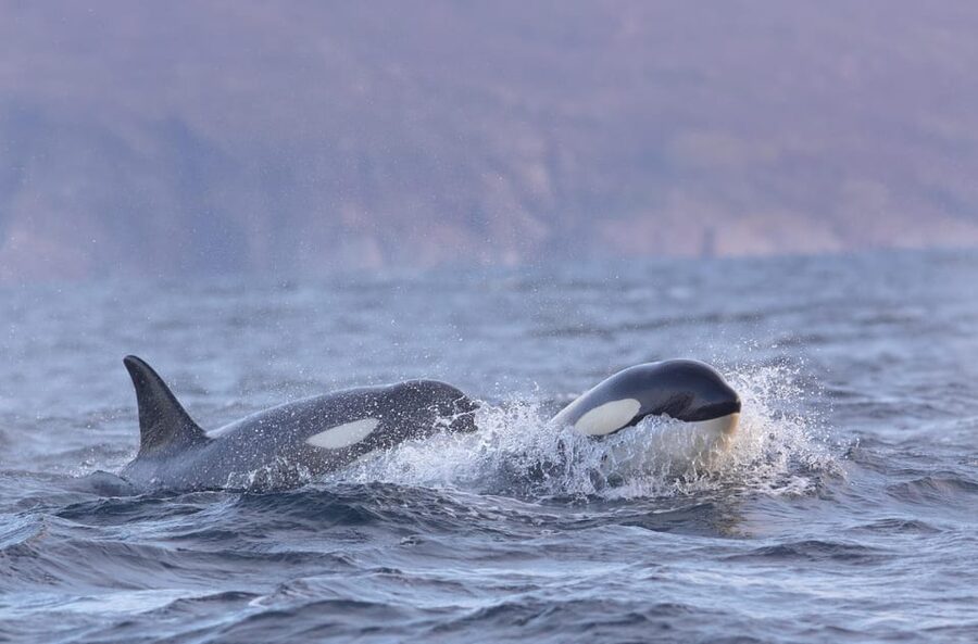 Skjervøy: Orca and Whale-Watching comfort heated Boat Trip - What the three-and-a-half-hour itinerary feels like