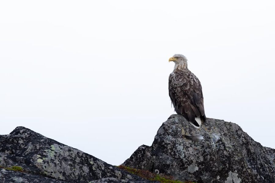 Skjervøy: Orca and Whale-Watching comfort heated Boat Trip - Is $301 a fair price?