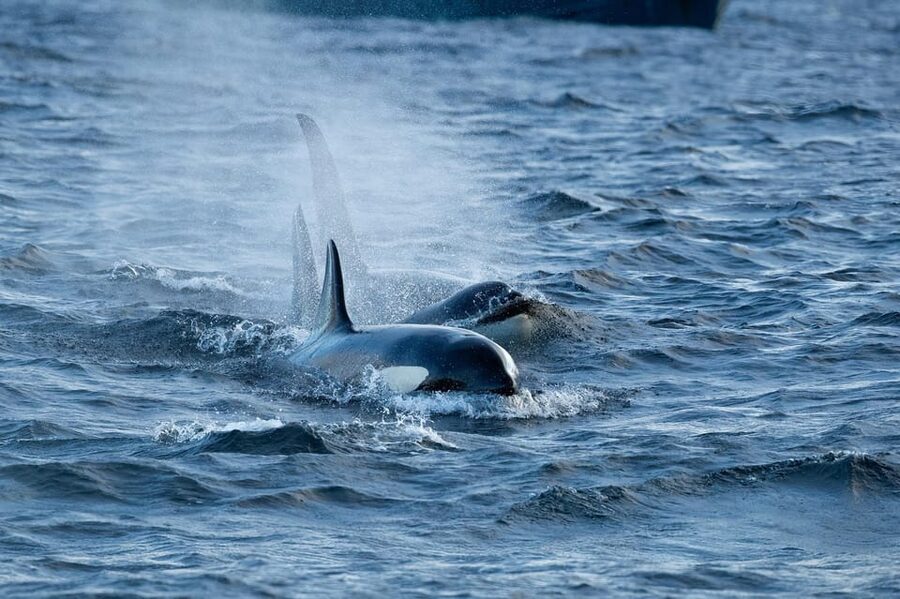 Skjervøy: Orca and Whale-Watching comfort heated Boat Trip - Who should choose this whale safari?