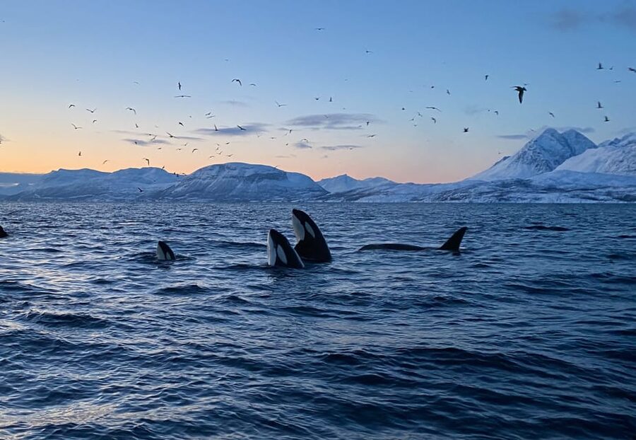 Skjervøy: Whale and Orca Watching Tour by RIB Boat - Setting Out From Strandveien 70 in Skjervøy