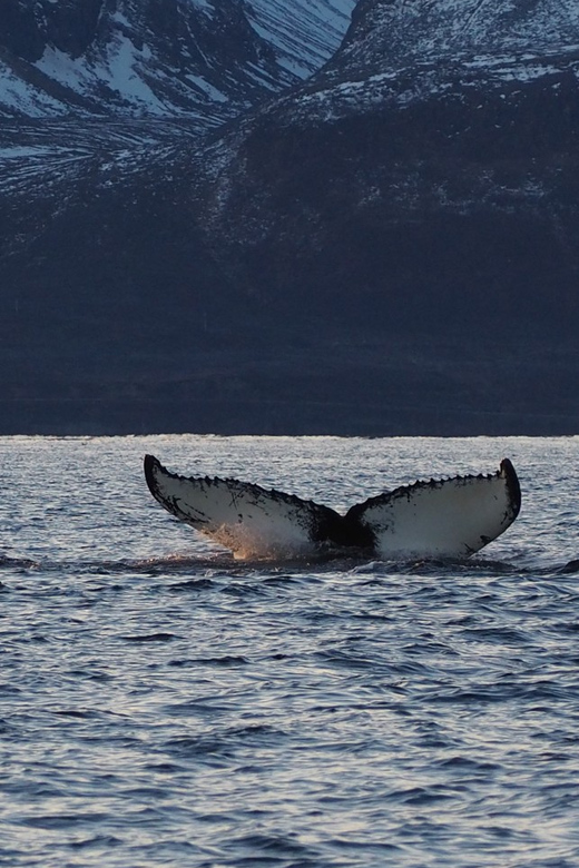 Skjervøy: Whale and Orca Watching Tour by RIB Boat - Should You Book the Skjervøy Whale Tour?