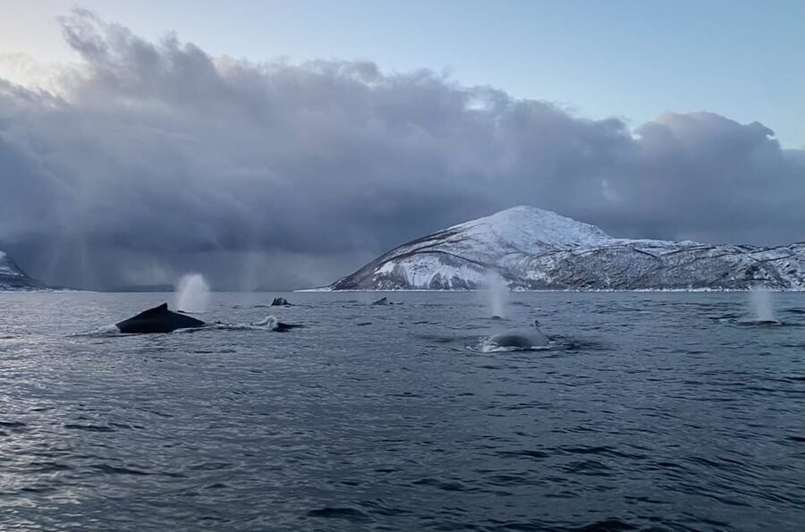 Skjervøy: Whale and Orca Watching Tour by RIB Boat - Why the Crew Matters More Than the Boat