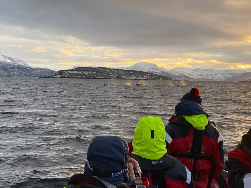 Skjervøy: Whale and Orca Watching Tour by RIB Boat - The View From the Water