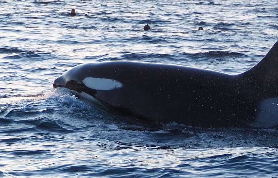 Skjervøy: Whale and Orca Watching Tour by RIB Boat - What Three Hours Feels Like