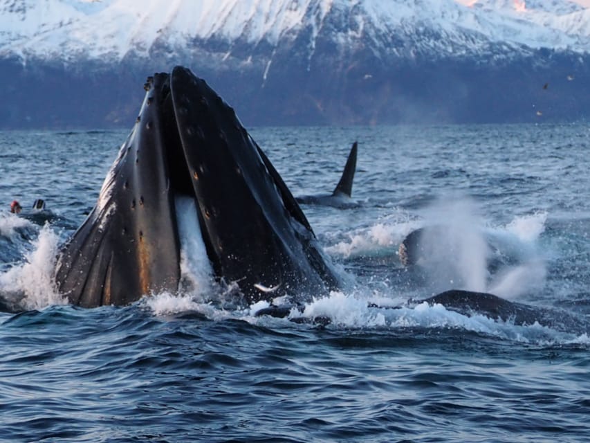 Skjervøy: Whale and Orca Watching Tour by RIB Boat - Is $240 a Fair Price?