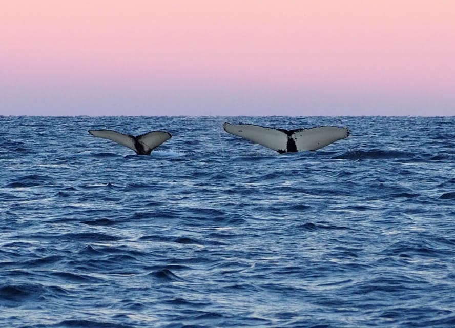 Skjervøy: Whale and Orca Watching Tour by RIB Boat - Who Will Enjoy This RIB Trip Most
